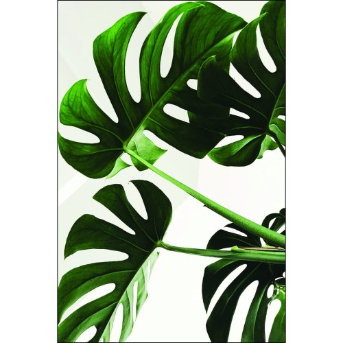 Monstera_mockup.jpg