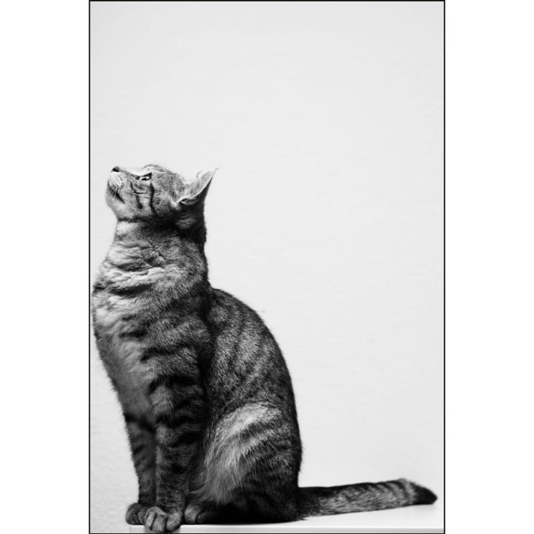 CIEKAWSKI KOTEK_MOCKUP.jpg