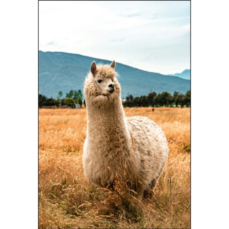 BIAŁA ALPAKA NA POLU_MOCKUP.jpg