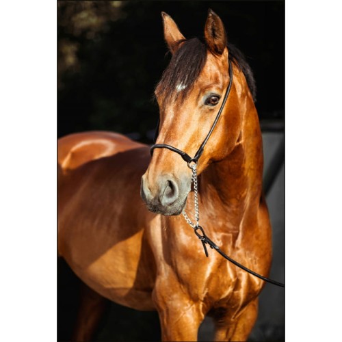 BRĄZOWY KOŃ_MOCKUP.jpg