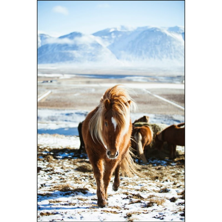 DZIKIE KONIE_MOCKUP.jpg