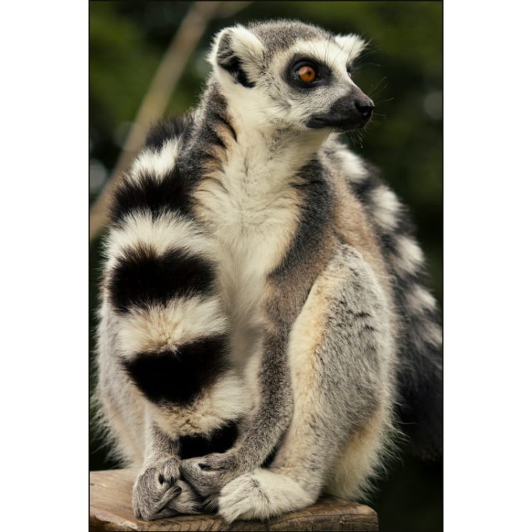 LEMUR_JULIAN_MOCKUP.jpg