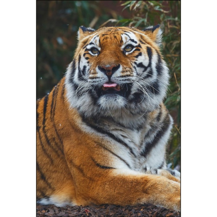 SŁODKI TYGRYS BENGALSKI_MOCKUP.jpg