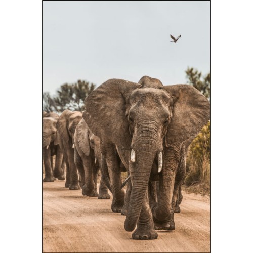 SŁONIE WĘDRÓWKA_MOCKUP.jpg