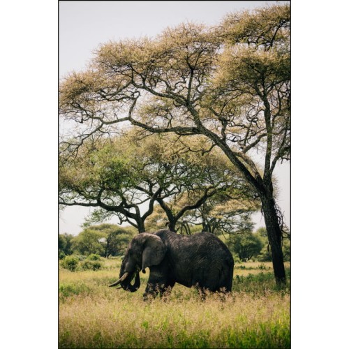 SŁOŃ AFRYKA_MOCKUP.jpg