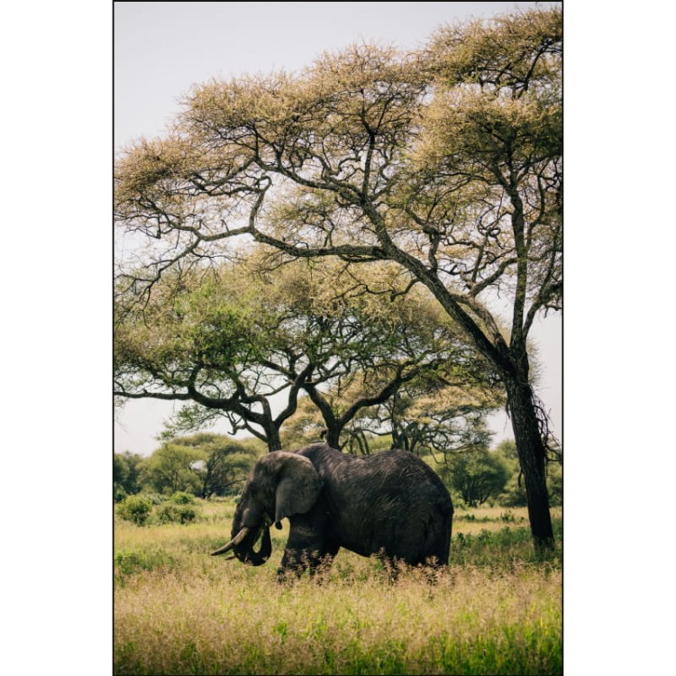 SŁOŃ AFRYKA_MOCKUP.jpg