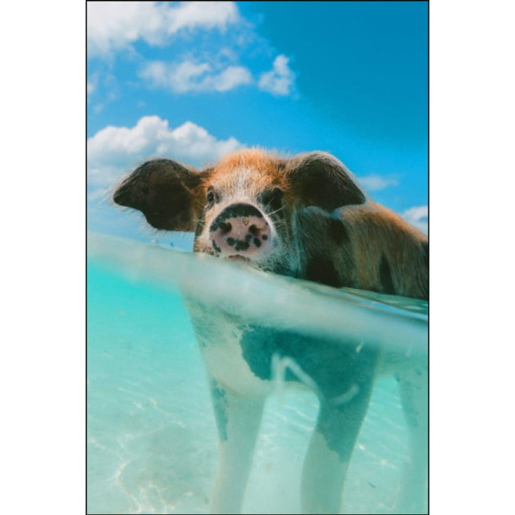 ŚWINKA NA MALEDIWACH_MOCKUP.jpg