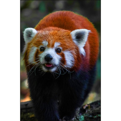 UŚMIECHNIĘTA PANDA RUDA_MOCKUP.jpg