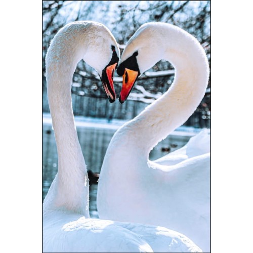 ZAKOCHANE ŁABĘDZIE_MOCKUP.jpg