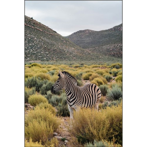 ZEBRA_MOCKUP.jpg