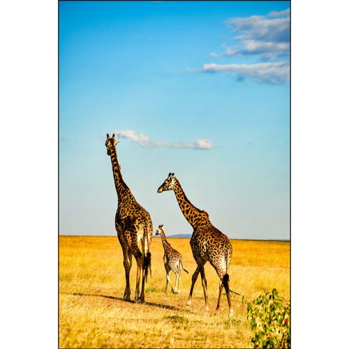 ŻYRAFY RODZINA NA SAFARI_MOCKUP.jpg