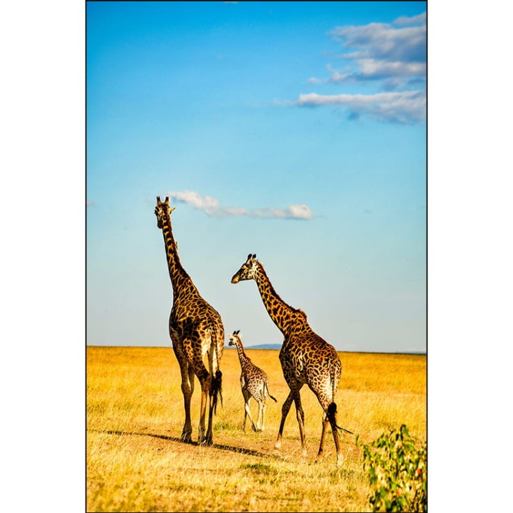 ŻYRAFY RODZINA NA SAFARI_MOCKUP.jpg