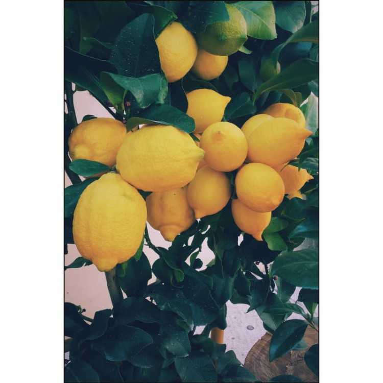 CYTRYNY NA DRZEWIE_MOCKUP.jpg