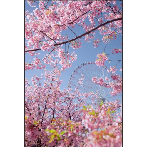 DRZEWO KWITNĄCE NA RÓŻOWO I DIABELSKI MŁYN_MOCKUP.jpg