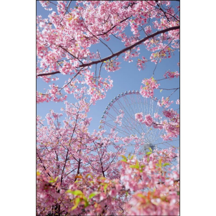 DRZEWO KWITNĄCE NA RÓŻOWO I DIABELSKI MŁYN_MOCKUP.jpg