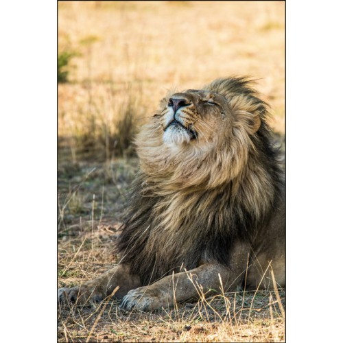 LEW &amp; CHILL_MOCKUP.jpg