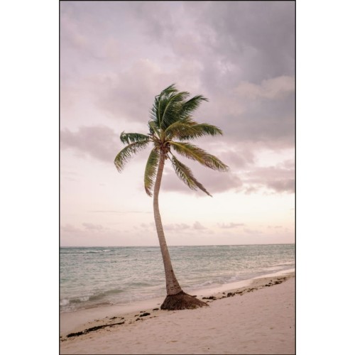 PALMA NAD MORZEM_MOCKUP.jpg