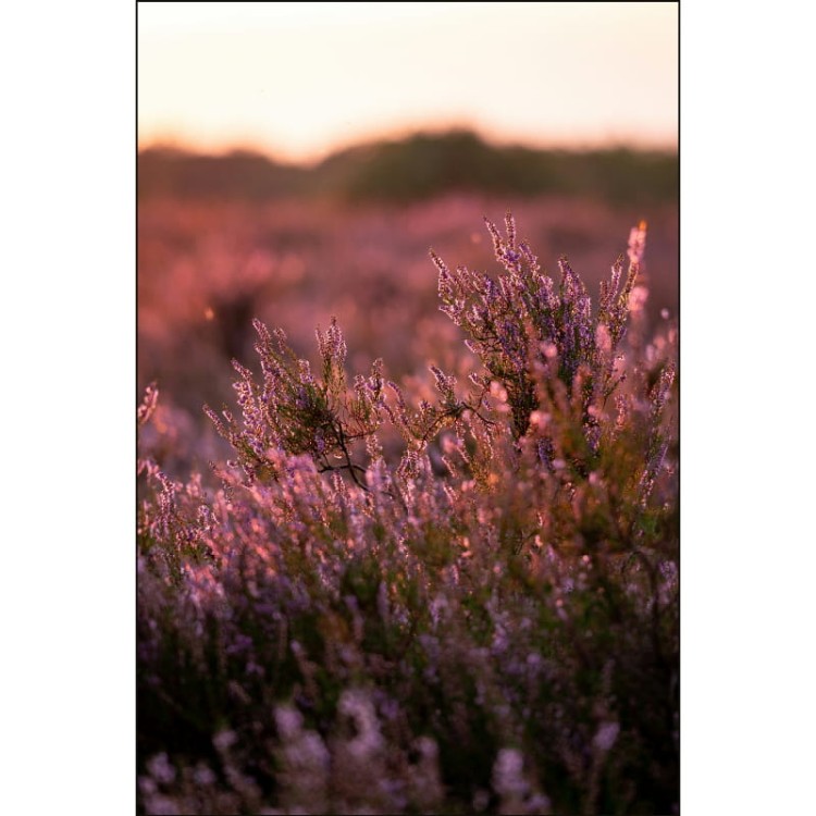 WRZOSY O ZACHODZIE_MOCKUP.jpg