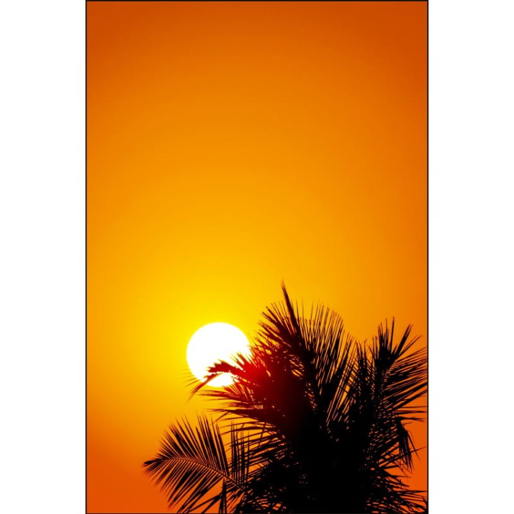 ZACHÓD SŁOŃCA I PALMA_MOCKUP.jpg